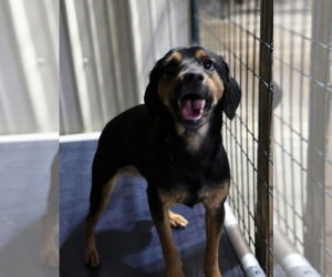 Basschshund Dogs for adoption in Foristell, MO, USA