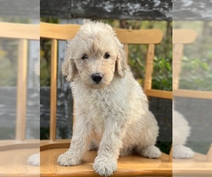 Goldendoodle Puppy for sale in MARYVILLE, MO, USA