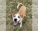 Small Photo #2 American Pit Bull Terrier-Unknown Mix Puppy For Sale in Evansville, IN, USA