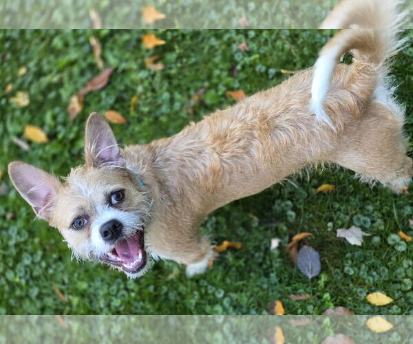 Medium Photo #4 Cairn Terrier-Unknown Mix Puppy For Sale in Clarkston, MI, USA