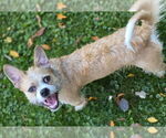 Small #3 Cairn Terrier Mix
