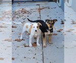 Small Photo #1 Beagle-German Shepherd Dog Mix Puppy For Sale in Woodsfield, OH, USA