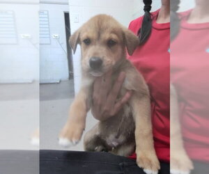 NEPTUNE - Male Labrador Retriever-Unknown Mix Dog for Adoption - Photo #3
