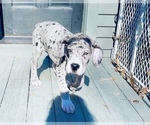 Small Photo #7 Great Dane Puppy For Sale in HEBRON, CT, USA