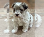 Small #4 Schnauzer (Miniature)