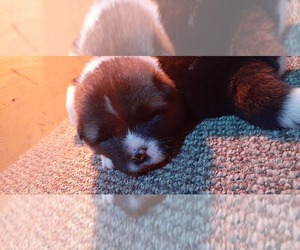 Akita Puppy for sale in CANTON, OH, USA