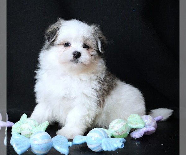 Medium Photo #2 Maltipom Puppy For Sale in ROCK VALLEY, IA, USA