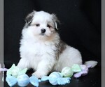 Small #1 Maltipom