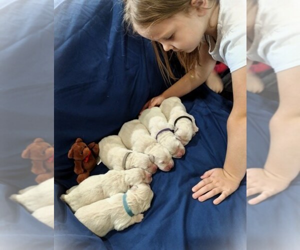 Medium Photo #1 Golden Retriever Puppy For Sale in EVERETT, WA, USA