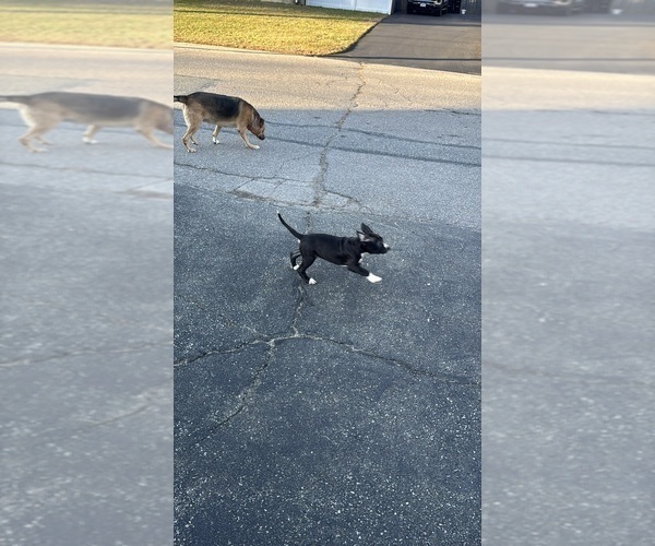 Medium Photo #5 American Pit Bull Terrier Puppy For Sale in BROCKTON, MA, USA