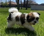 Small #11 Shih Tzu