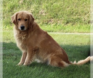 Father of the Golden Retriever puppies born on 07/24/2022
