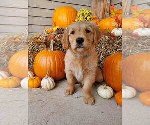 Golden Retriever Puppy for sale in SHERWOOD, OH, USA