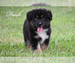 Australian Shepherd Puppy for sale in EASTON, MO, USA