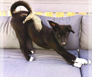 Erica - Female Scottish Collisky Dog for Adoption - Photo #5