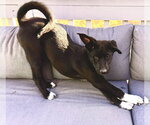 Small Photo #5 Scottish Collisky Puppy For Sale in Littleton, CO, USA