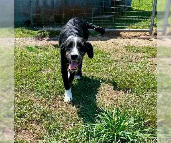 Medium Photo #1 Labrador Retriever-Unknown Mix Puppy For Sale in pomfret, CT, USA