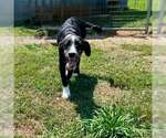 Small Labrador Retriever Mix