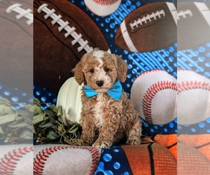 Cavapoo Puppy for sale in NEW HOLLAND, PA, USA