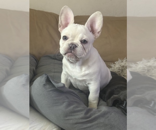 Medium Photo #13 French Bulldog Puppy For Sale in SUSSEX, WI, USA