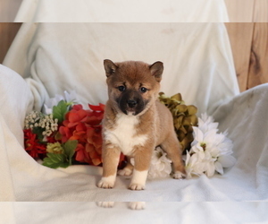Shiba Inu Puppy for sale in SHILOH, OH, USA