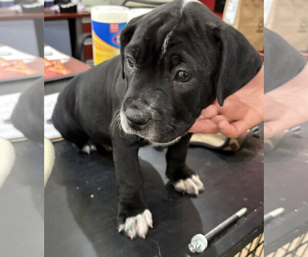 Medium Photo #3 Mutt Puppy For Sale in Sanford, FL, USA
