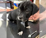 Small #2 Mutt