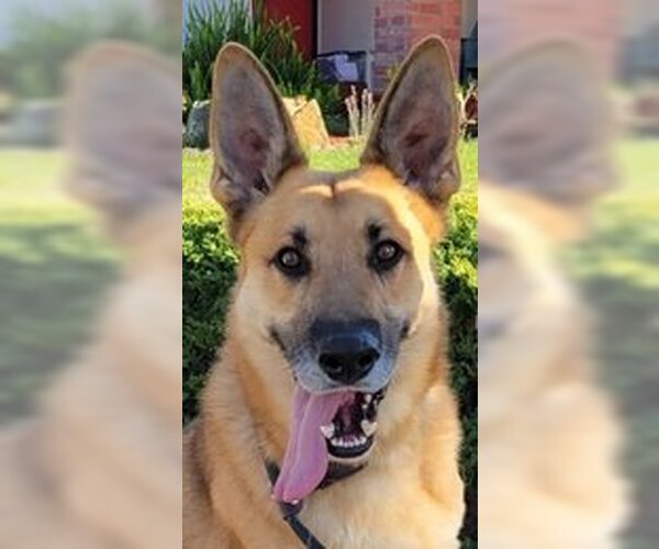 Medium Photo #2 German Shepherd Dog Puppy For Sale in Fremont, CA, USA