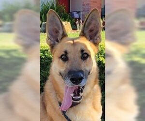 Max D6732 (Milo) - Male German Shepherd Dog Dog for Adoption - Photo #2