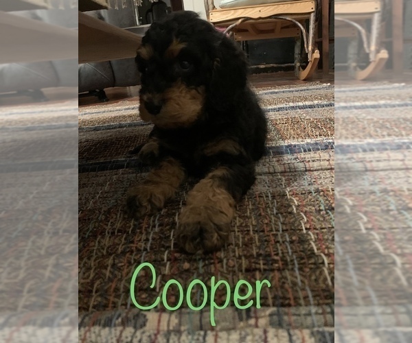 Medium Photo #10 Aussiedoodle Puppy For Sale in WOODLEAF, NC, USA