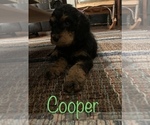 Small Photo #10 Aussiedoodle Puppy For Sale in WOODLEAF, NC, USA