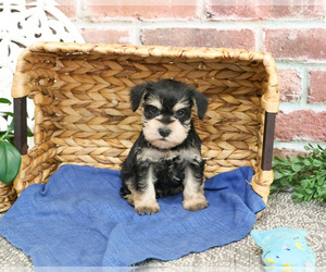 Schnauzer (Miniature) Puppy for sale in SYRACUSE, IN, USA