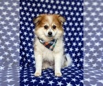 Small Photo #6 Pomeranian Puppy For Sale in CHRISTIANA, PA, USA