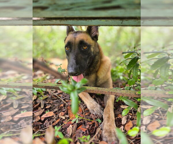 Medium Photo #4 Mutt Puppy For Sale in Imlay City, MI, USA