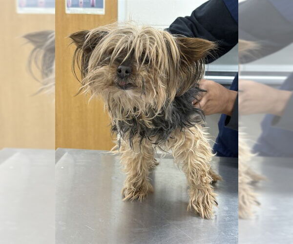 Medium Photo #1 Mutt Puppy For Sale in Forestville, MD, USA