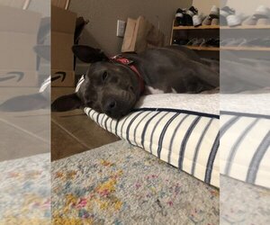 Keisy - Female American Bulldog-American Staffordshire Terrier Mix Dog for Adoption - Photo #8