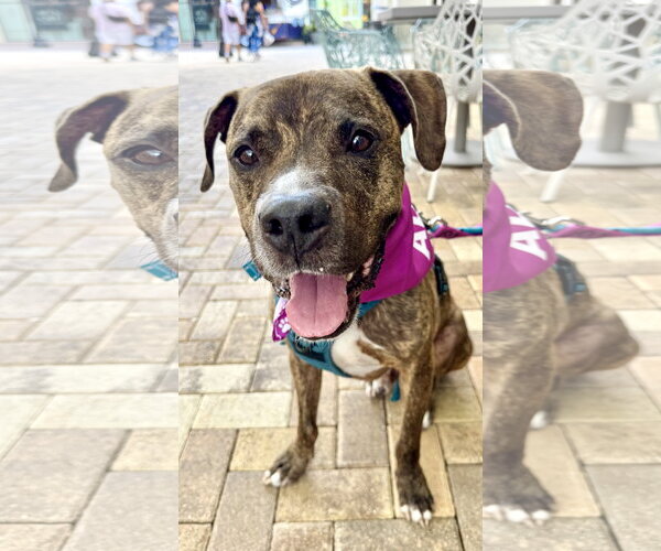Medium Photo #1 Rhodesian Ridgeback-Unknown Mix Puppy For Sale in Lighthouse Point, FL, USA