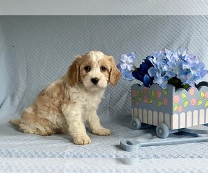 Cavachon Puppy for sale in MOUNT PLEASANT, MI, USA