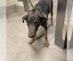 Doberman Pinscher Dogs for adoption in Modesto, CA, USA