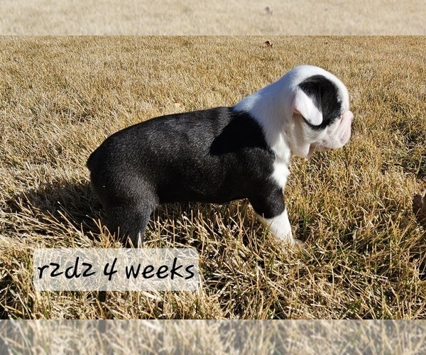 Medium Photo #2 Boston Terrier Puppy For Sale in GENOA, NE, USA