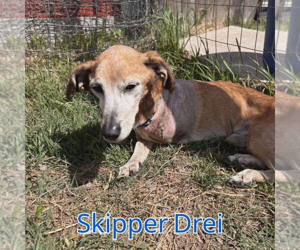 Medium Photo #3 Chiweenie Puppy For Sale in San Antonio, TX, USA