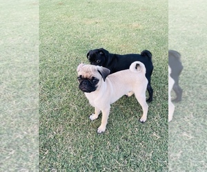 Pug Puppy for sale in SAN MARCOS, CA, USA
