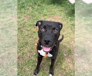 American Pit Bull Terrier Dogs for adoption in Louisville, KY, USA