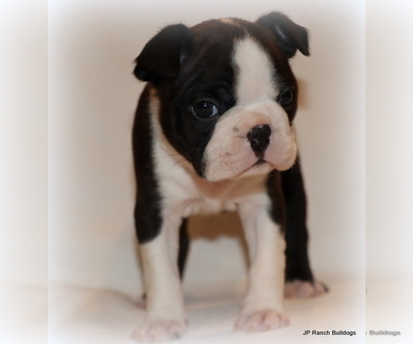 Medium Photo #24 Boston Terrier Puppy For Sale in WINNSBORO, TX, USA