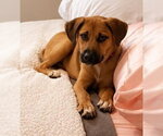 Small German Shepherd Dog Mix