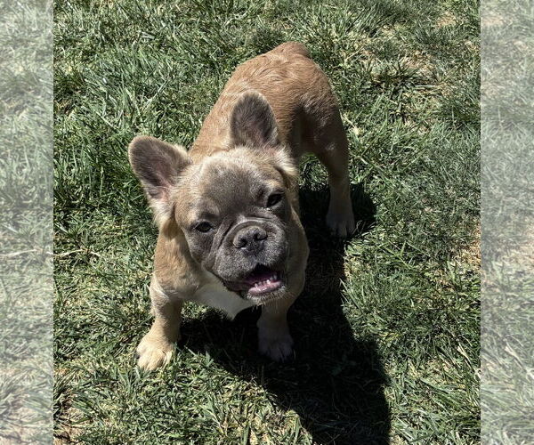 Medium Photo #3 French Bulldog Puppy For Sale in Hesperia, CA, USA