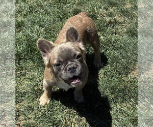 French Bulldog Dogs for adoption in Hesperia, CA, USA