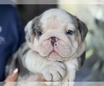Small #4 Bulldog
