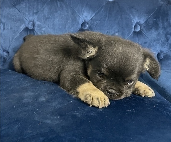 Medium Photo #12 French Bulldog Puppy For Sale in HOUSTON, TX, USA