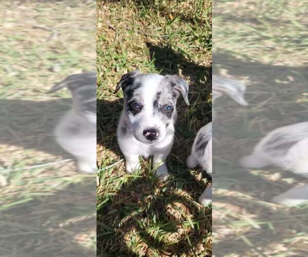 Medium Photo #1 Border Collie-Unknown Mix Puppy For Sale in Brewster, NY, USA